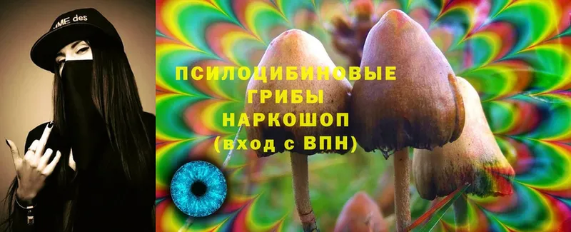 Псилоцибиновые грибы Cubensis  закладки  Костерёво 